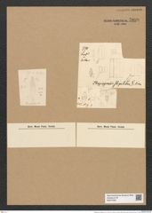 Plagiogramma stipitatum Grun. (de-Toni-Nr.: Genus 83, Species 2908) Zeichnungen Sammlung Grunow Nr. 5899 (NHMW-BOT-W0374355)